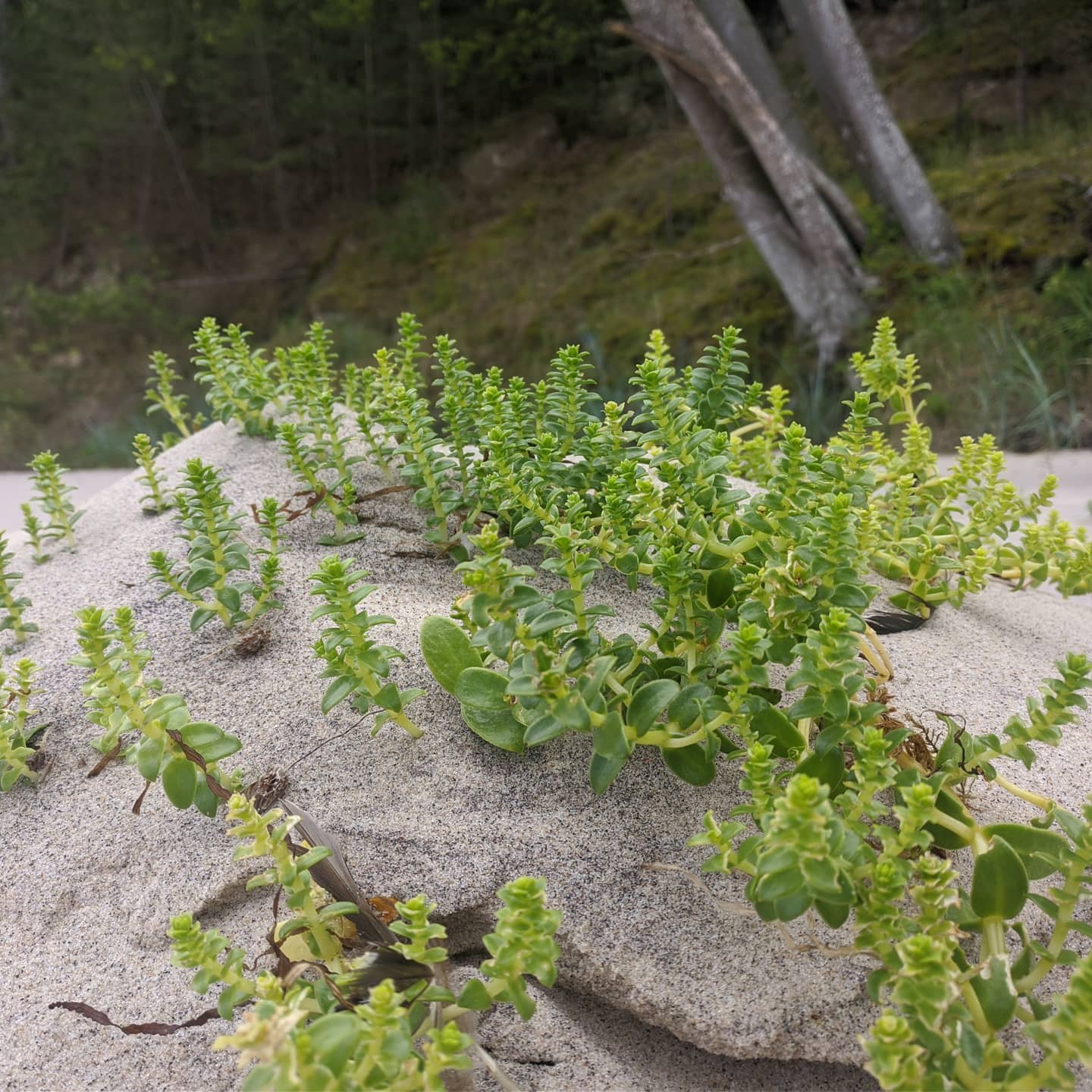 Poland 8 (2020-07-15)