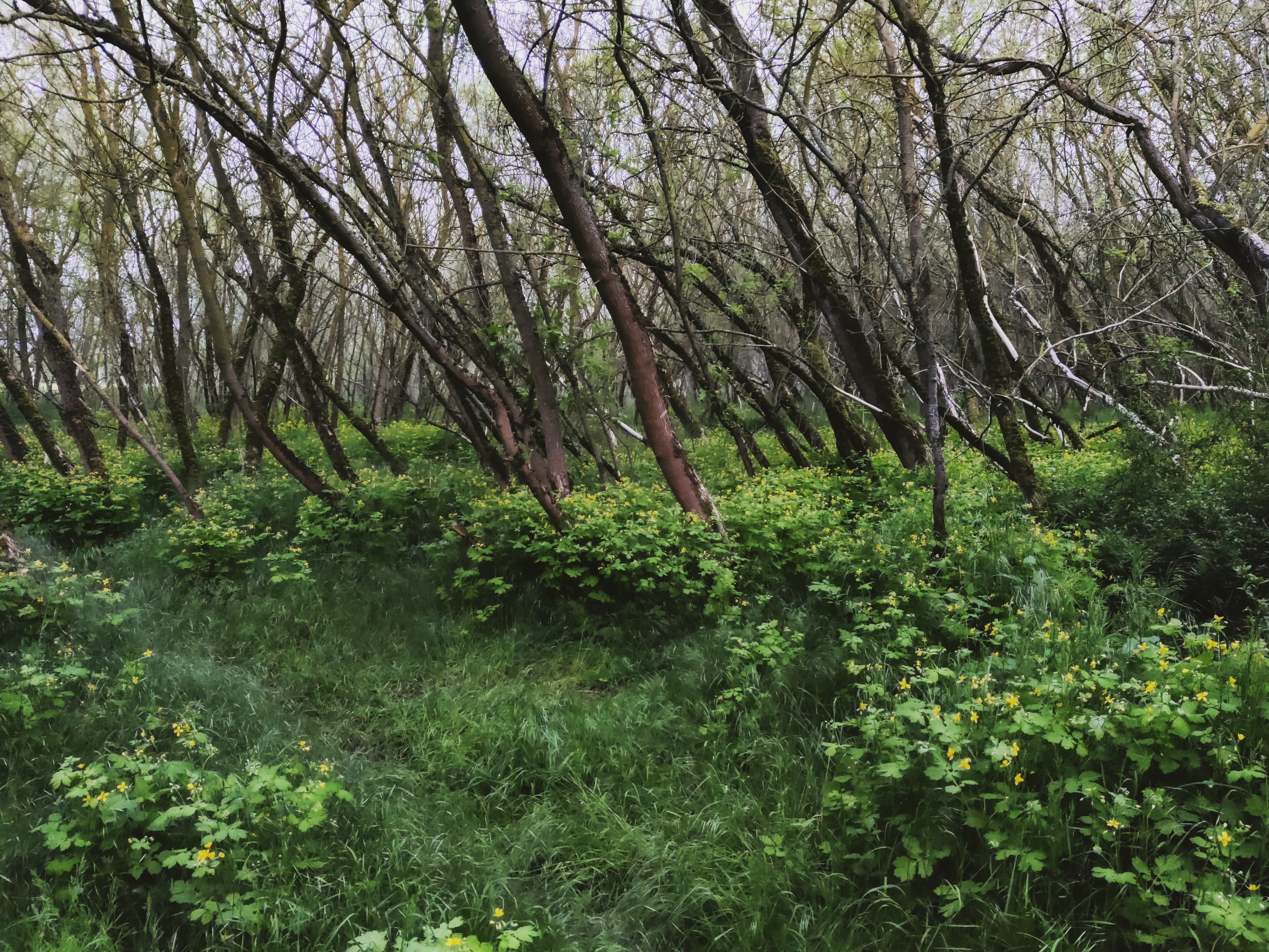 photo of a dense forst with lots of plants covering the entire floor, the trees are all very thin and leaning to the left, the sky is visible through the sparsely distributed leaves, appearing gray