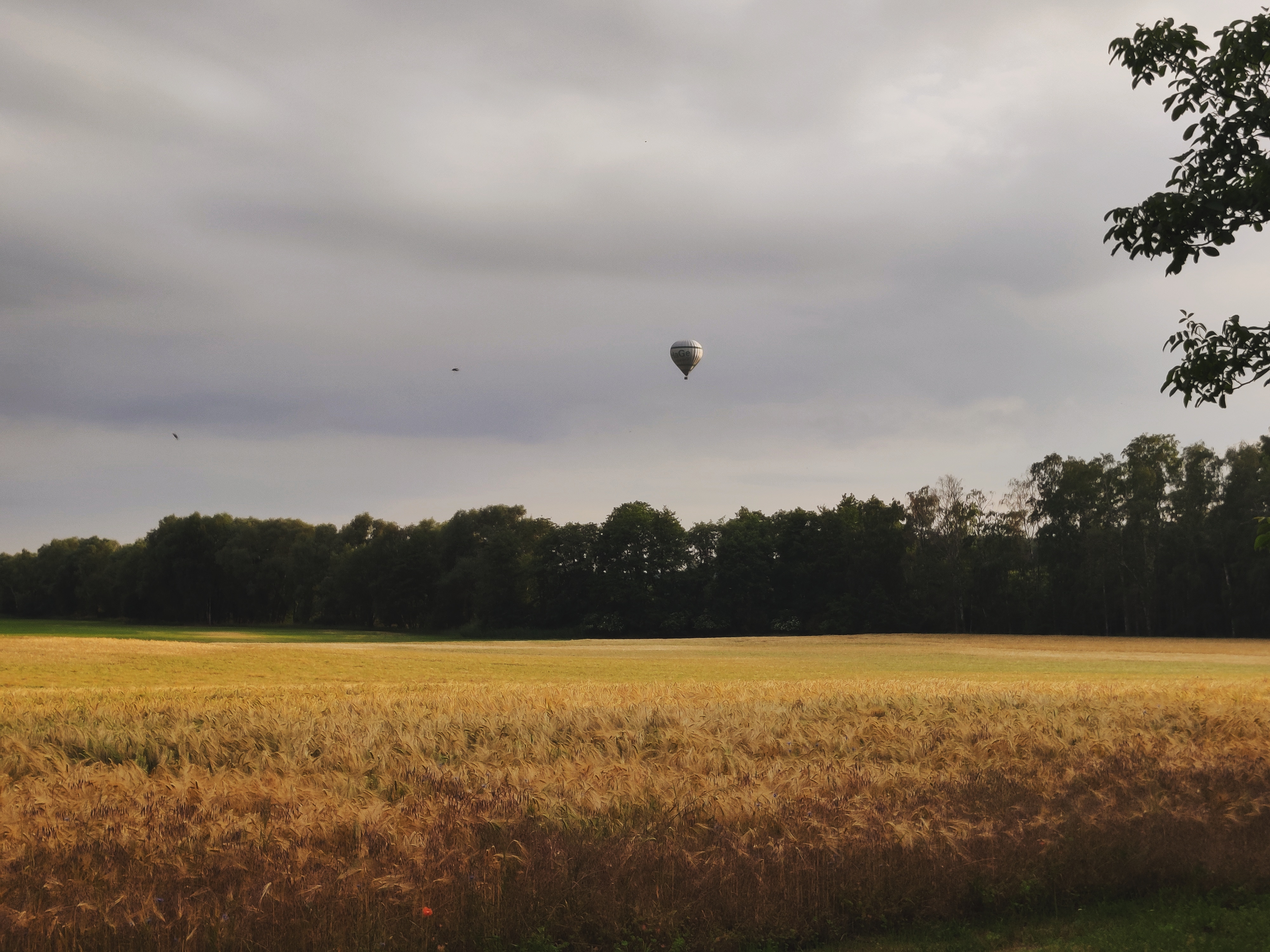 photo of a hot air balloon floating over a line of trees behind a yellow field in front of a gray clouded sky
