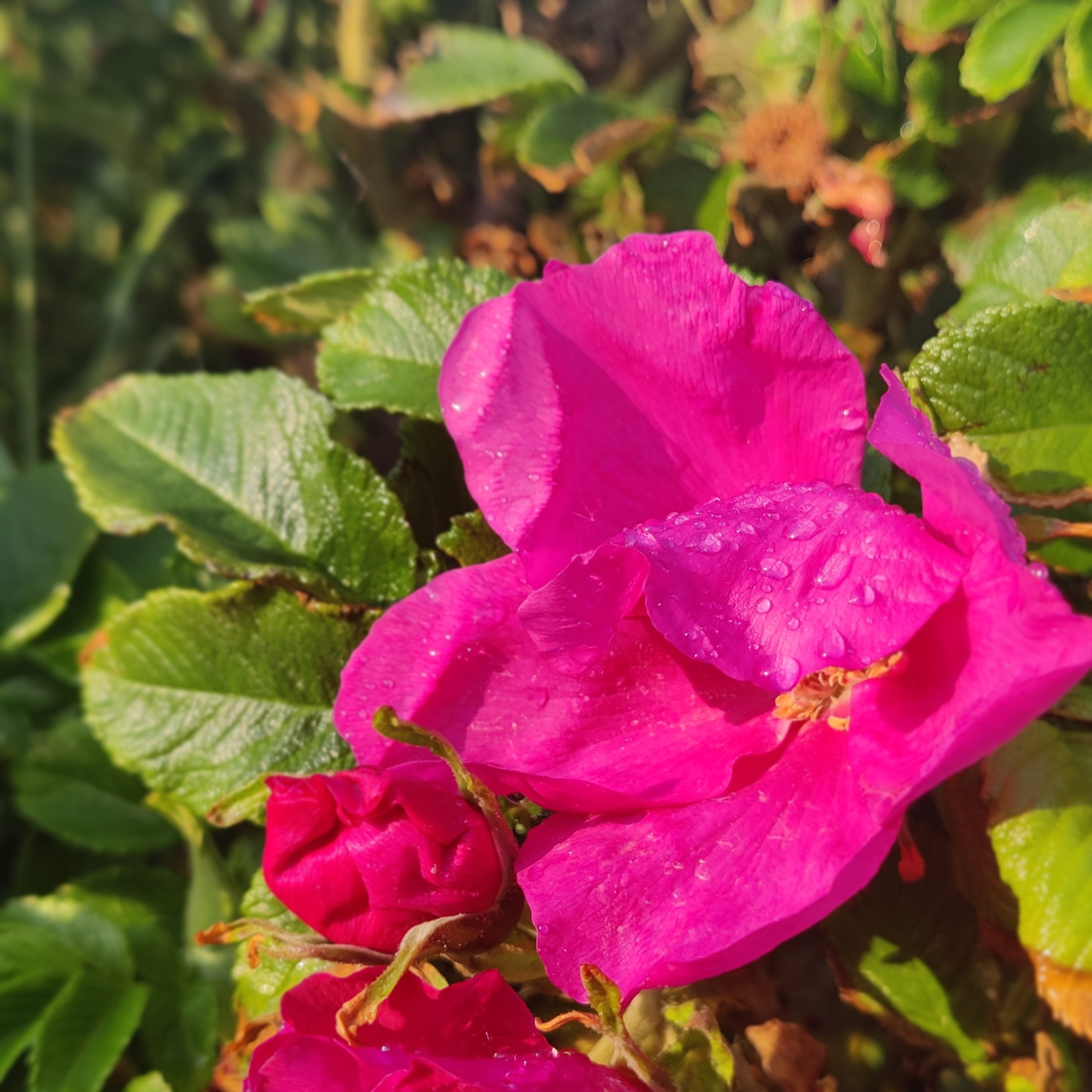photo of a bright pink wild rose flower with small water droplets on its petals, surrounded by textured green leaves, with a closed bud below the blossom