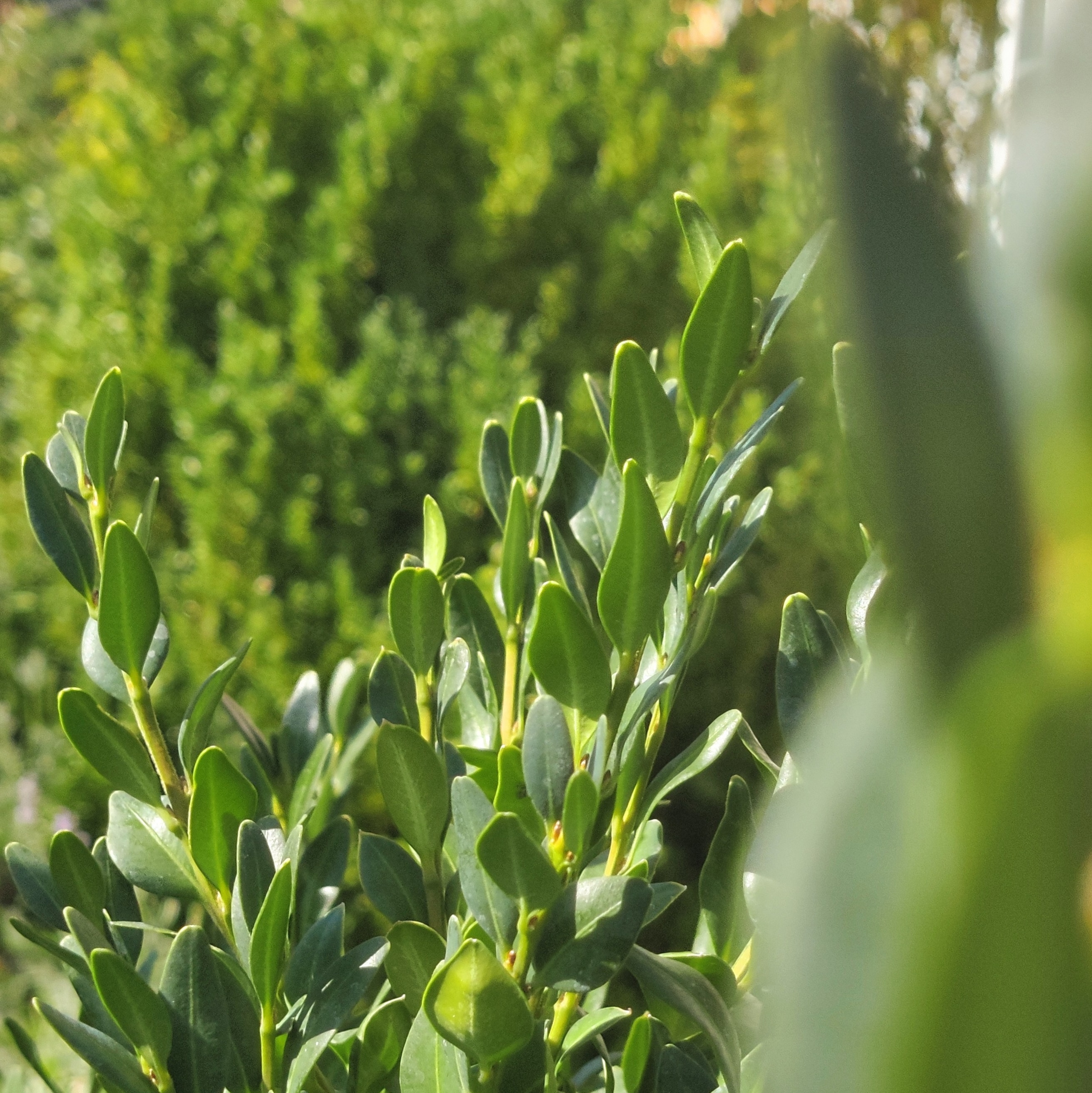 macro shot of a boxwood bush with its small green leaves in the lower left half, the upper left is a blurred green background, with another boxwood bush visible