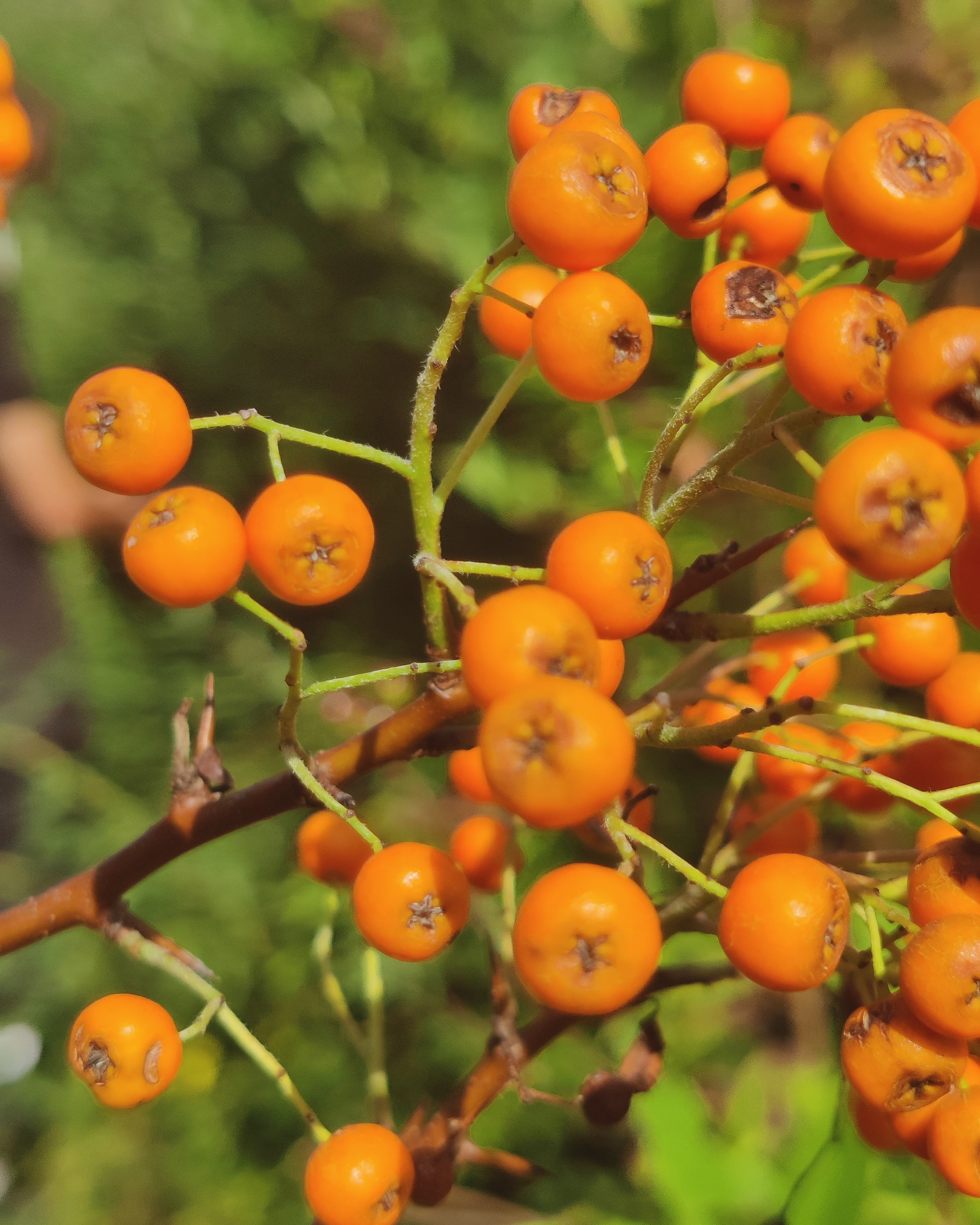 macro shot of buckthorn in front of a blurred green background